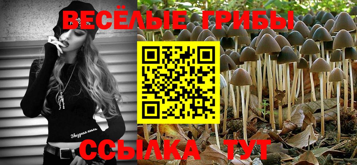 Галлюциногенные грибы Psilocybe Губкинский